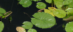 Psychotherapy - Mamaroneck, NY